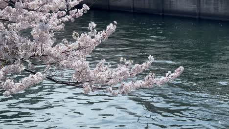 Ramas-De-árboles-De-Sakura-Ondeando-Sobre-El-Paisaje-Del-Río-Azul,-Agua-De-Flor-De-Cerezo