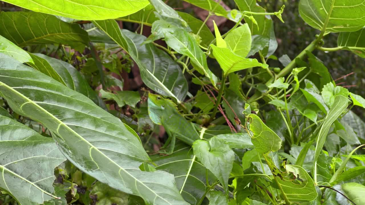 A green lizard blends perfectly with the surrounding foliage as it rests motionless among lush, rain-kissed leaves in a tropical forest