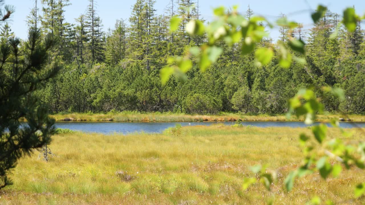 Lake Hohlohsee at the Highland Moor near Kaltenbronn in the Black Forest, Germany