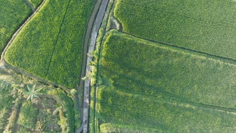 Top-Down-Drone-shot-of-barefoot-woman-walking-through-rice-paddies-in-Ubud-Bali-Indonesia-at-Sunrise