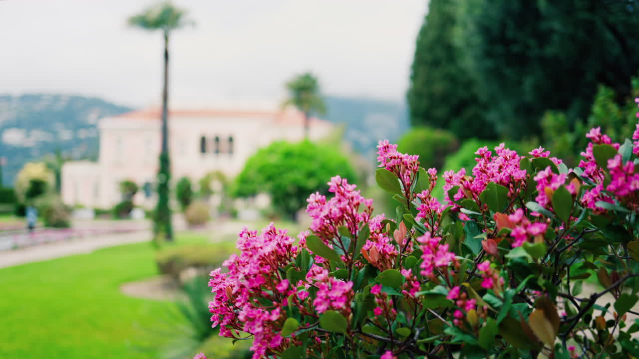 Close up of a bush of small pink flowers in the courtyard of Villa Ephrussi de Rothschild with a blurred view on the background