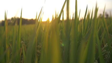 Moviéndose-A-Través-De-Exuberantes-Hojas-De-Hierba-Verde-Con-Rayos-De-Sol-En-Cámara-Lenta