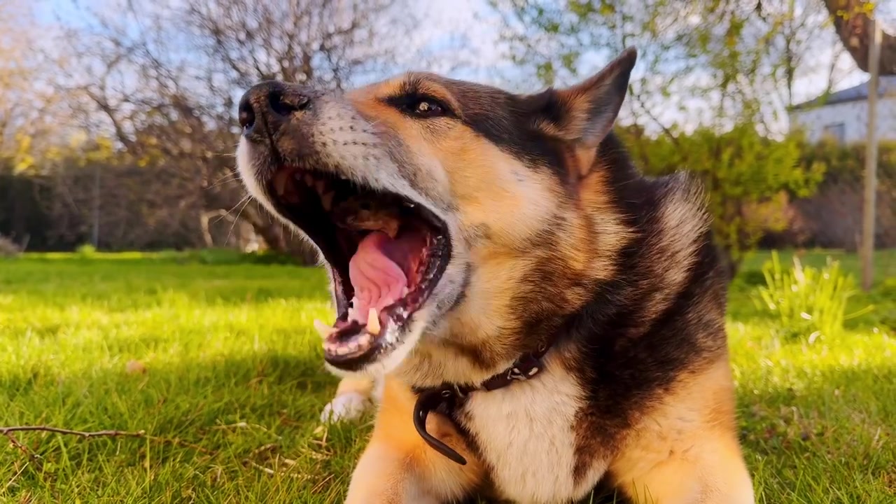 Dog lying in sunlit grass while chewing a small bone, with warm evening light, green lawn, trees, and a relaxed outdoor garden setting.