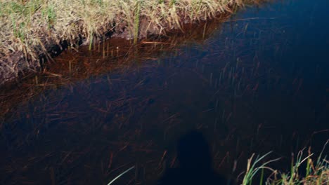 Alaskan-Malamute-Dog-Breed-Standing-Near-Swamps