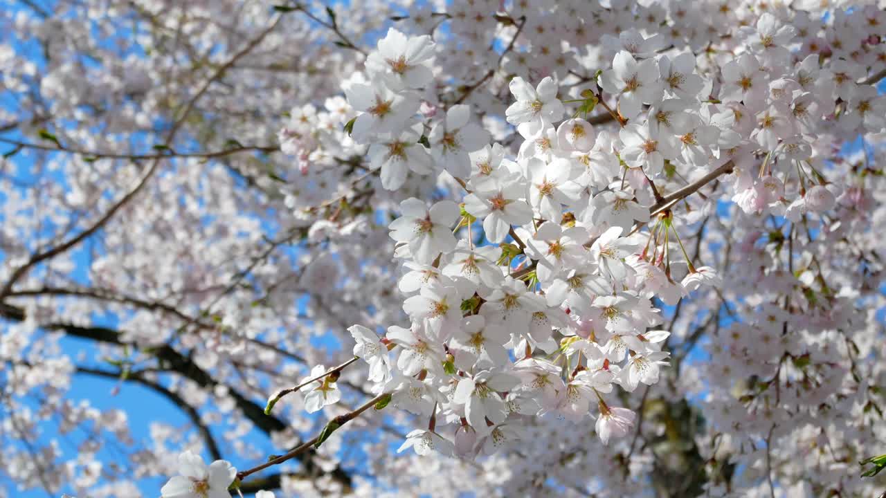 春の小さな運河のある桜フラワーパークの風景、昼間の桜の花の満開の季節-花見の花見の季節-4k uhdビデオ映画の短い映像
