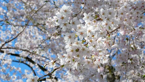 Vista-Del-Paisaje-Del-Parque-De-Flores-De-Sakura-Con-Un-Pequeño-Canal-En-Primavera,-Plena-Floración-De-La-Temporada-De-Flores-De-Sakura-Durante-El-Día--Temporada-De-Observación-De-Flores-De-Hanami-4k-Uhd-Video-Filmación-Corta