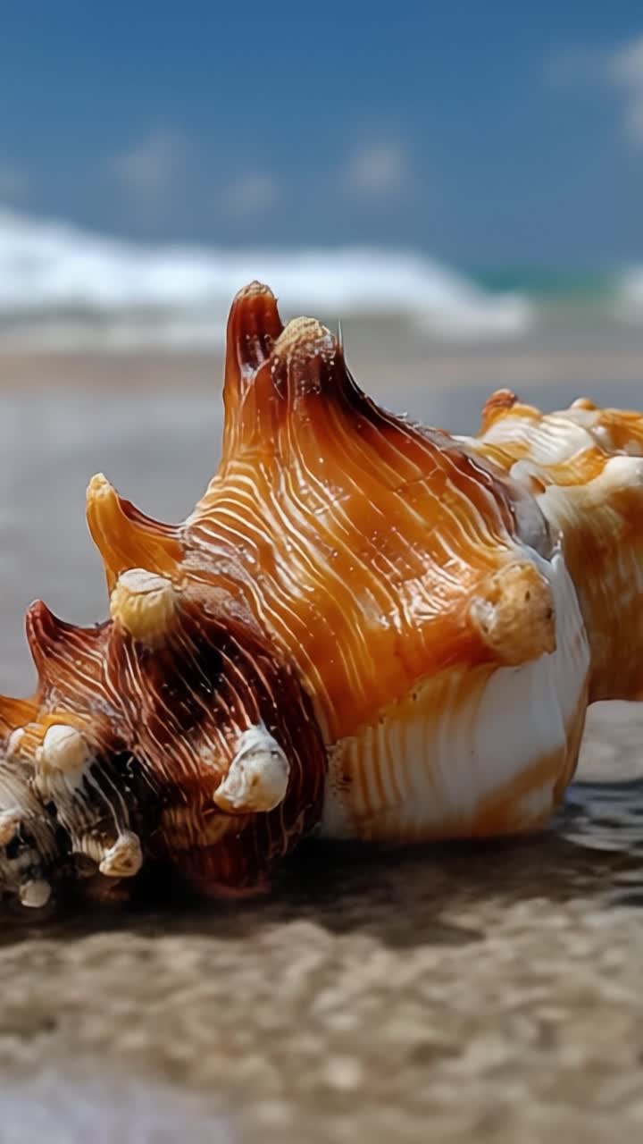 A Close-Up View of a Beautiful Seashell on the Shoreline, Highlighting Its Intricate Patterns and Colors Against the Background of the Ocean Waves