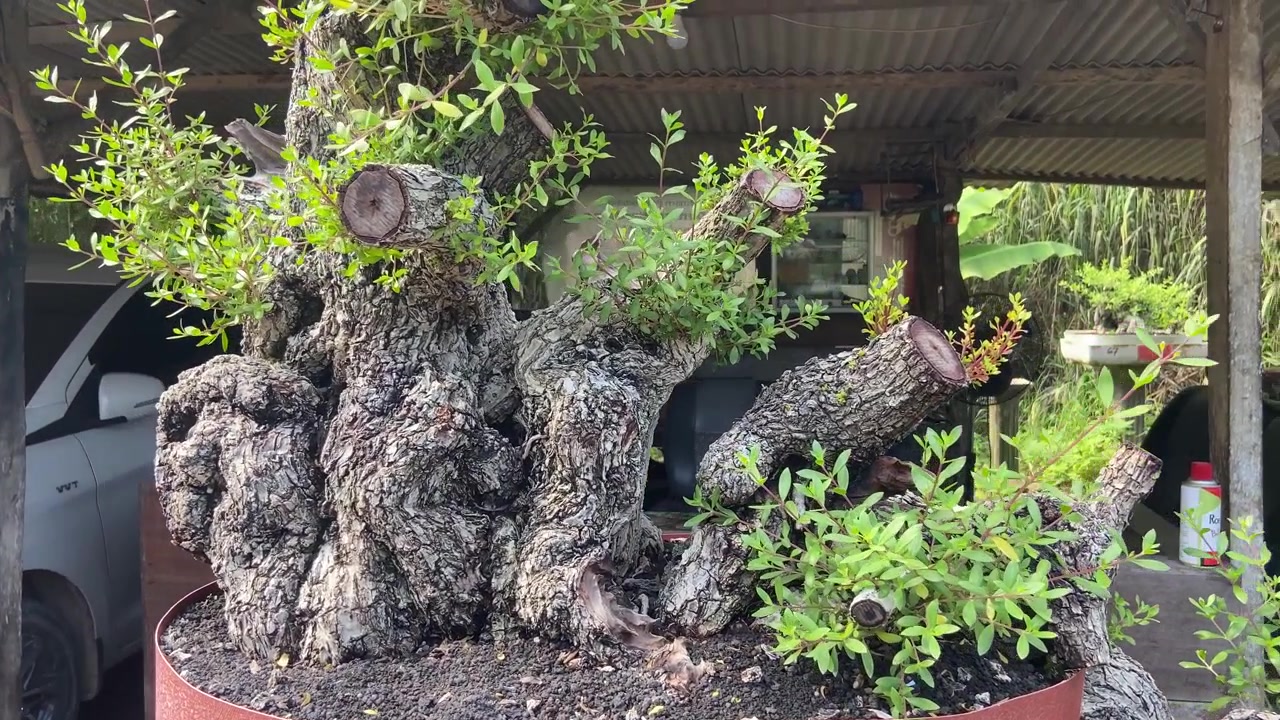 Kırmızı bir saksıda, taze yeşil filizleri olan budaklı bir bonsai ağacının yakın çekimi.
