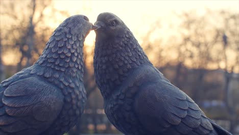 two pigeons sculpture at sunset