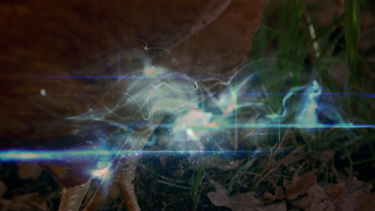 Animação de rastros de luz sobre uma galinha.