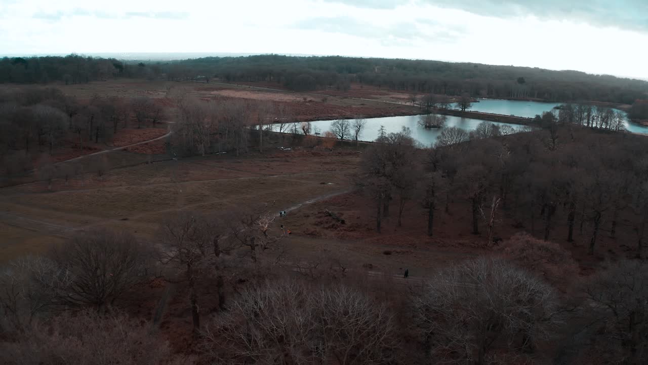Richmond park pond drone shot without autumn colour grade, London park