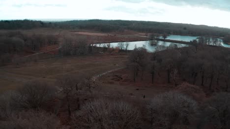 Disparo-De-Un-Dron-Del-Estanque-De-Richmond-Park-Sin-Grado-De-Color-Otoñal,-Parque-De-Londres