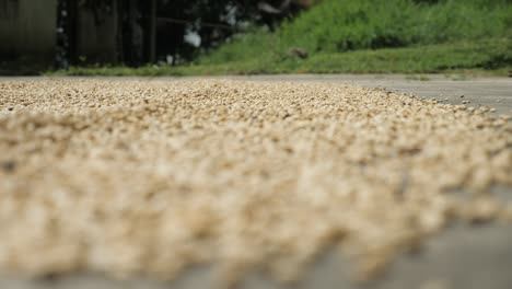 Toma-De-Una-Plantación-De-Café-En-Colombia-Donde-Los-Granos-De-Café-Se-Clasifican,-Se-Limpian,-Se-Perforan-Y-Se-Tratan,-Se-Secan-Al-Sol-Y-Se-Preparan-En-Un-Proceso-Artesanal-En-Las-Tierras-Agrícolas-Tradicionales-De-La-Aldea-De-Colombia-Sierra-Nevada