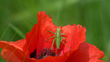 Foto-Macro-De-Saltamontes-Verdes-Descansando-En-Una-Flor-Roja-Vibrante-Durante-La-Luz-Del-Sol