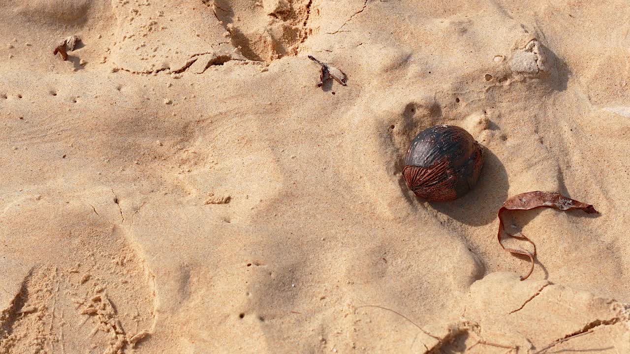 A coconut rests on sunlit sand, surrounded by footprints and dried leaves, capturing a serene beach moment