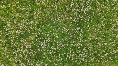 summer meadow aerial: lush green grass covered with dandelion clocks
