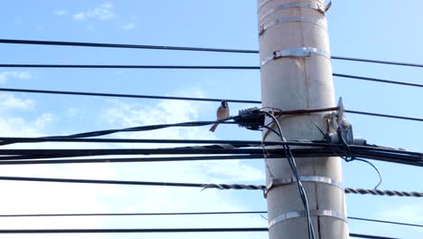 A solo house sparrow bird sitting on busy electricity line cable and flying off, lots of power lines on sunny day with blue sky in busy urban Asian city