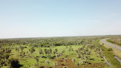 Static-drone-shoot-of-flying-birds-over-a-palm-tree-field-next-to-the-road