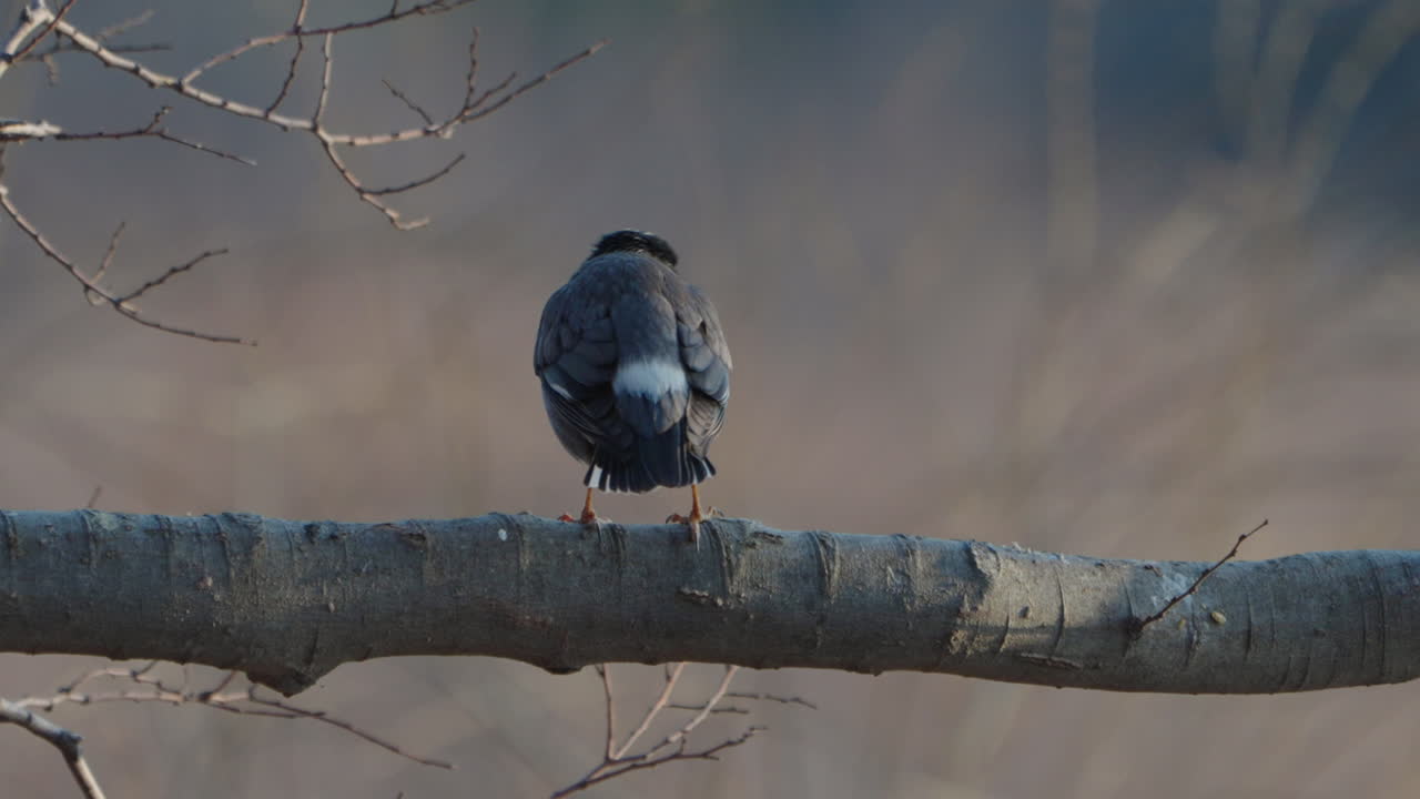 일본 도쿄 인근 숲의 나뭇가지에 앉아 있는 흰뺨찌르레기의 뒷모습 - 클로즈업 샷