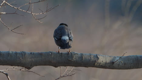 vista trasera de un pájaro estornino de mejillas blancas posado en una rama de árbol en el bosque cerca de tokio, japón - primer plano