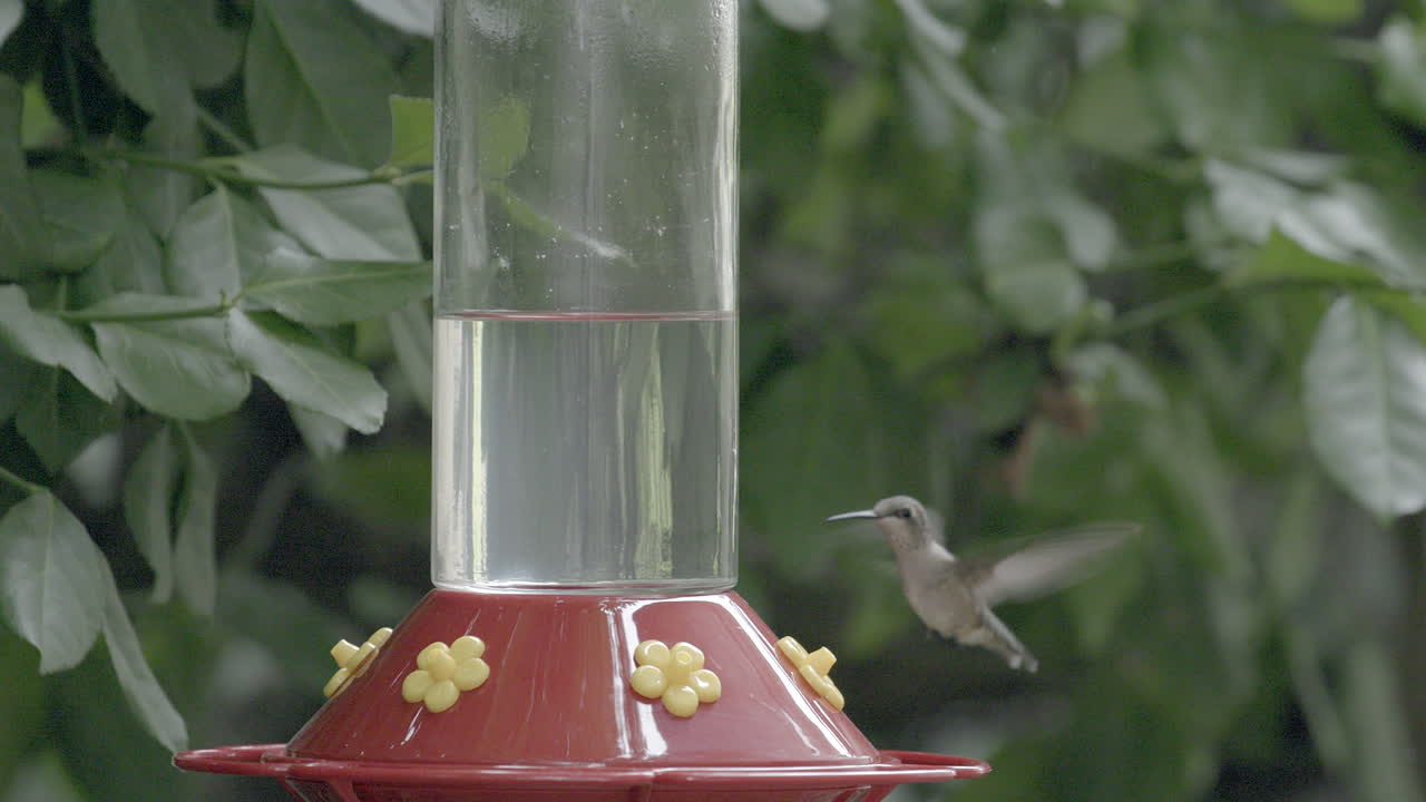 un lindo colibrí se cierne sobre un comedero para pájaros en un jardín y se alimenta de él a cámara lenta