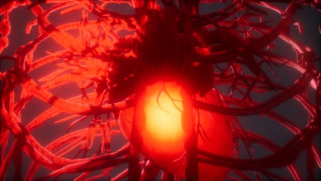 Blood-vessel-system-and-heart