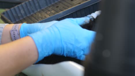 female planting seedlings with blue gloves in black pots, 4k shot in gardening house