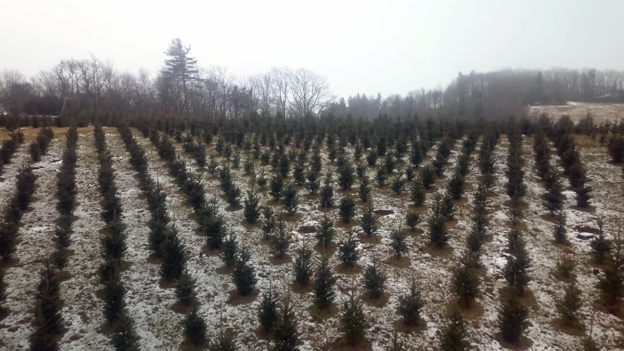 Aerial Pullout Christmas Tree Farm in North Carolina