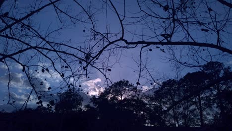 Herbst-Sonnenuntergang-Zeitraffer-Bis-Nacht-Durch-Bäume