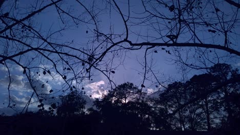 fall sunset time lapse to night through trees