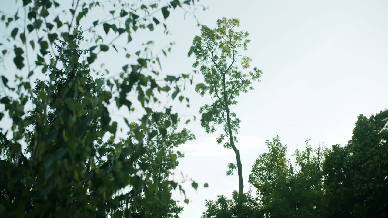 숲 속 의 바람 으로 인해 움직이는 몇 가지 가지 가지 를 가진 높은 나무