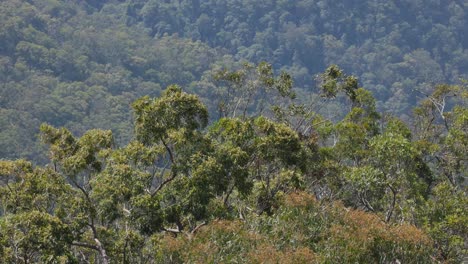 trees swaying in the wind, lush forest background