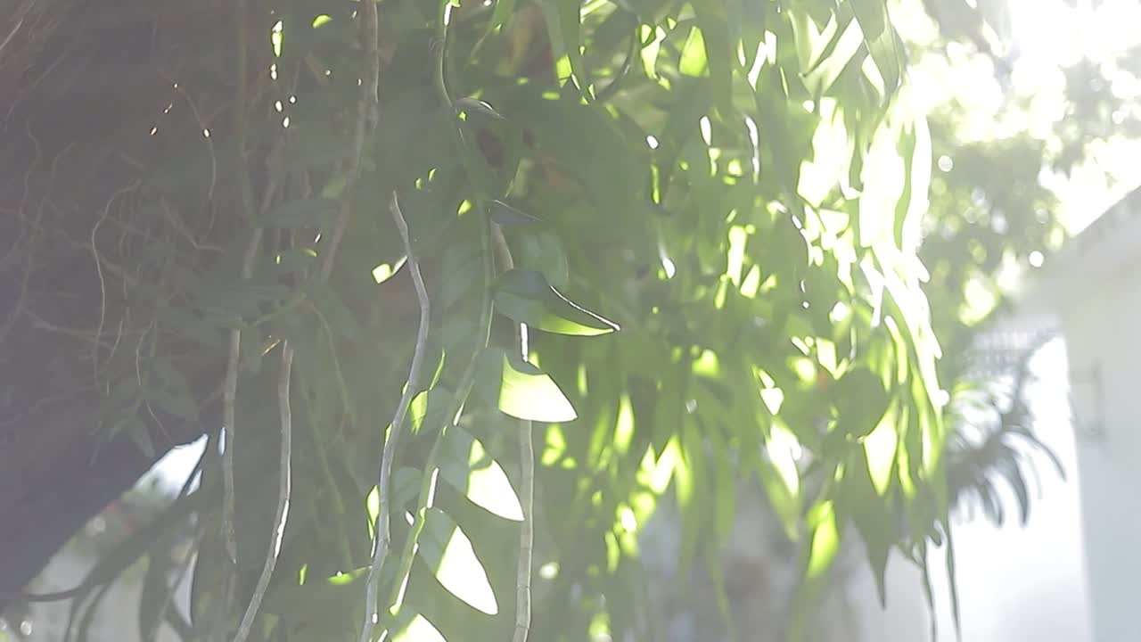 햇빛으로 흐릿한 열대 녹색 야자수 잎, 보케가 있는 추상 자연 배경