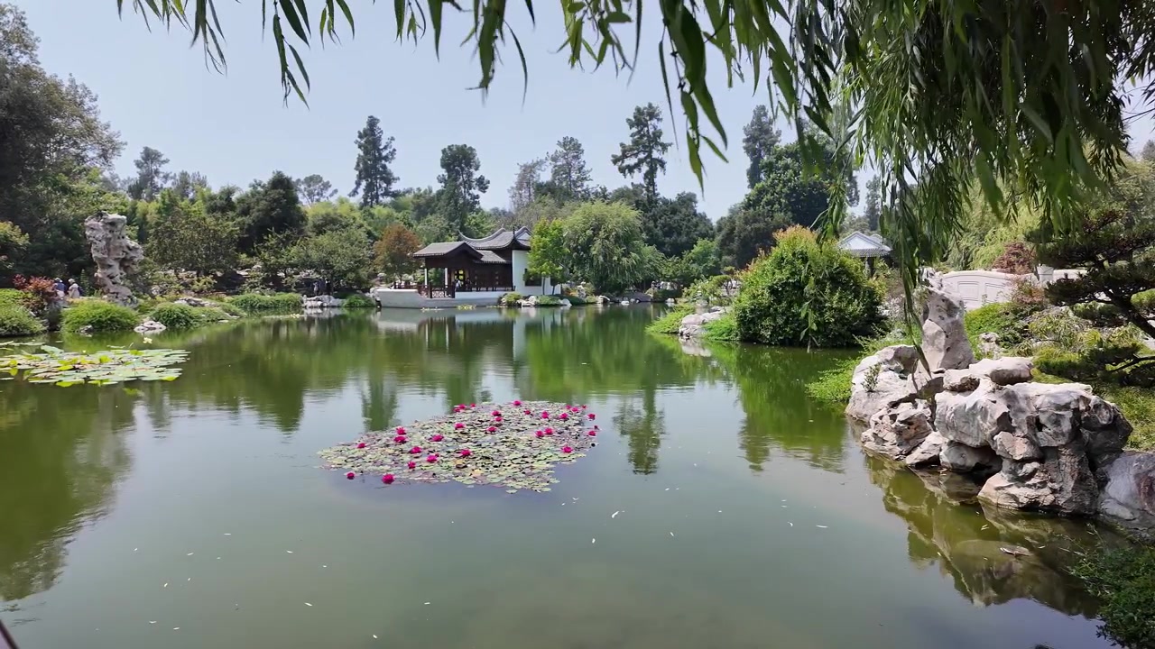 Cá koi đầy màu sắc bơi lội trong một ao nước yên tĩnh được bao quanh bởi cảnh quan xanh tươi.