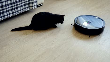 gato negro jugando con la aspiradora robótica que está limpiando el piso. 4k