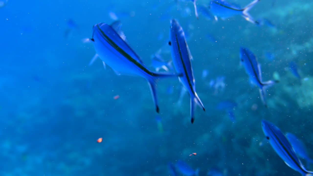 A school of Caesio fish swimming in the red sea