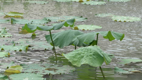 lotus leaves in a calm pond