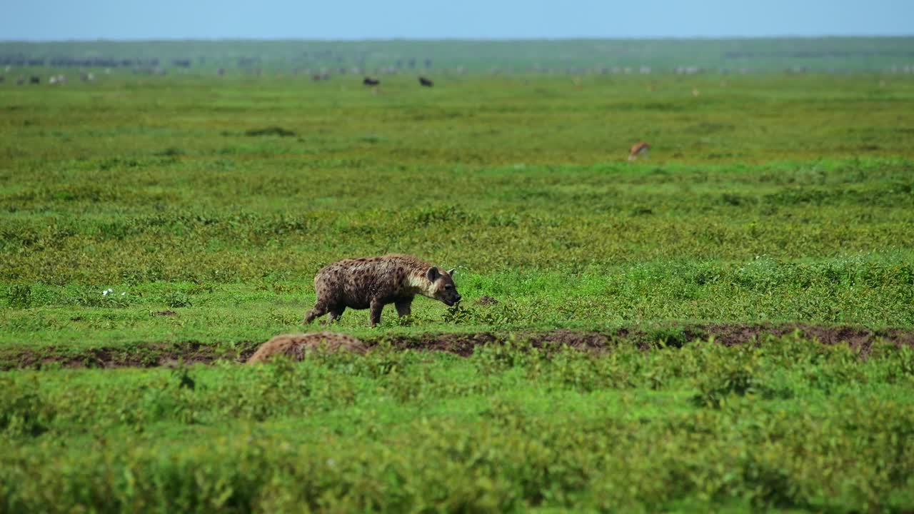 Panoramica di due iene, una che cammina nell'area del Serengeti con altra fauna selvatica sullo sfondo