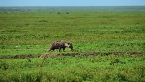 Toma-Panorámica-De-Dos-Hienas,-Una-Caminando-En-El-área-Del-Serengeti-Con-Otra-Vida-Silvestre-En-El-Fondo