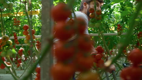 hombre jardinero recogiendo tomates rojos en el invernadero moderno cálido con árboles verdes