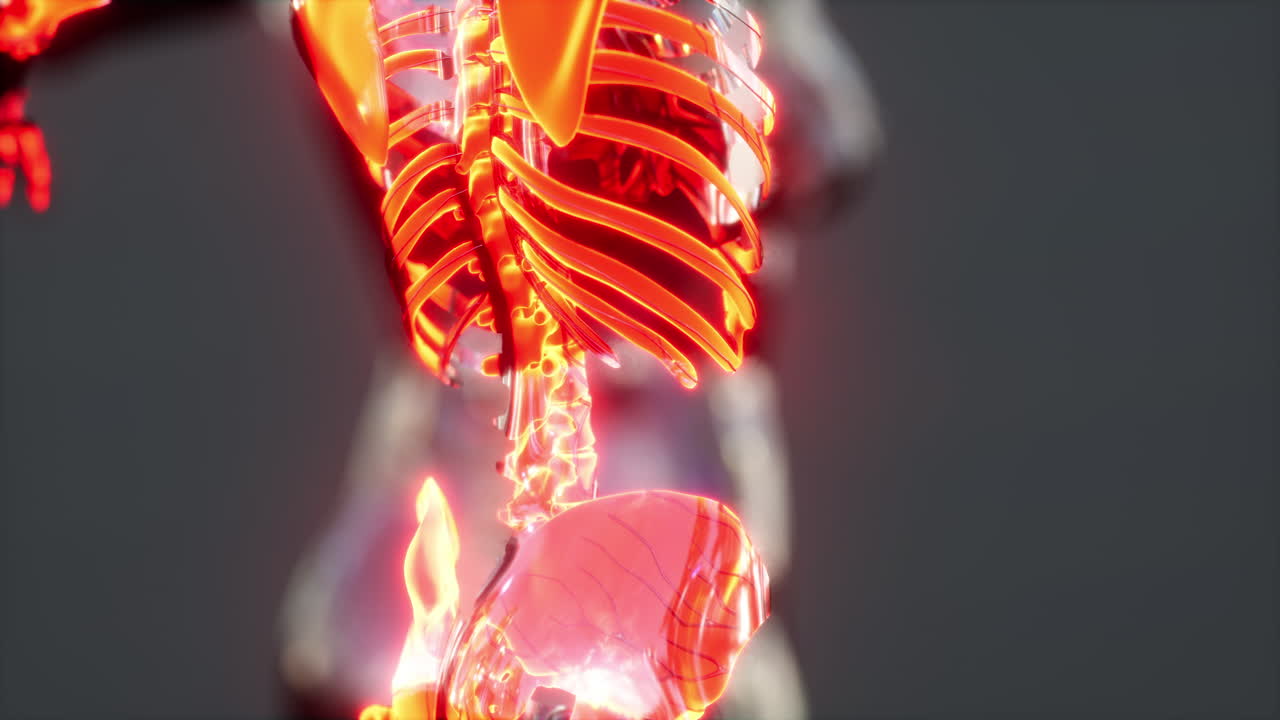 인간의 관절 개념과 신체의 골격 해부학