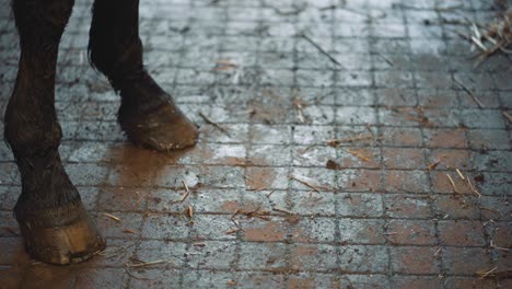 horse hooves close in focus with enigmatic squared soil of horse stable