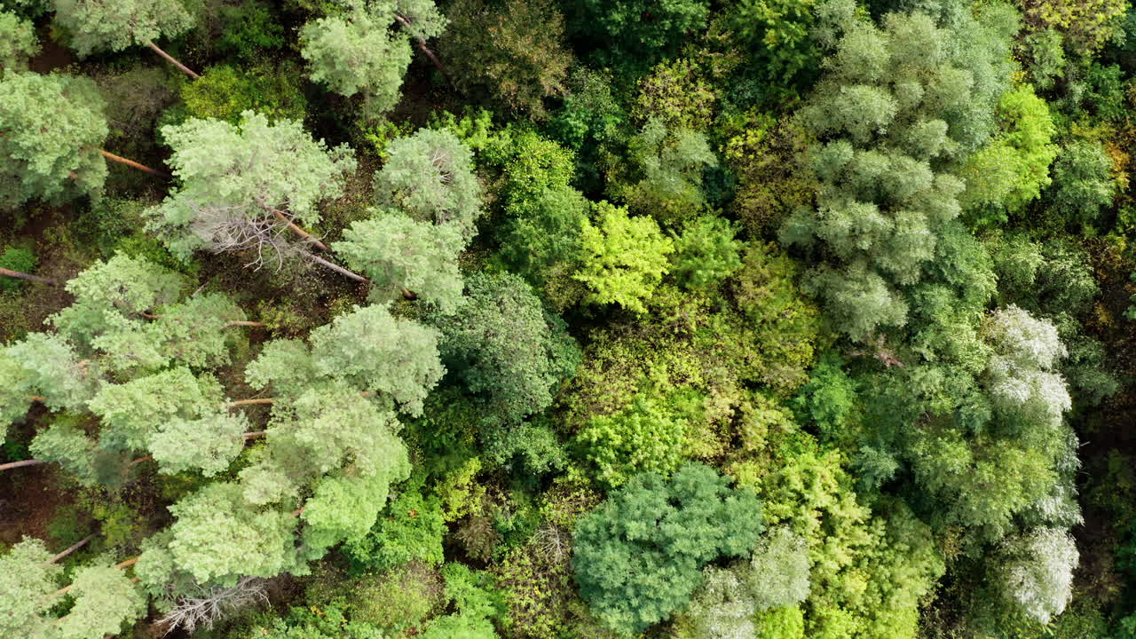 Mixed trees in the forest. Flying over the top trees of the forest. Green nature background in summer. Top aerial view.