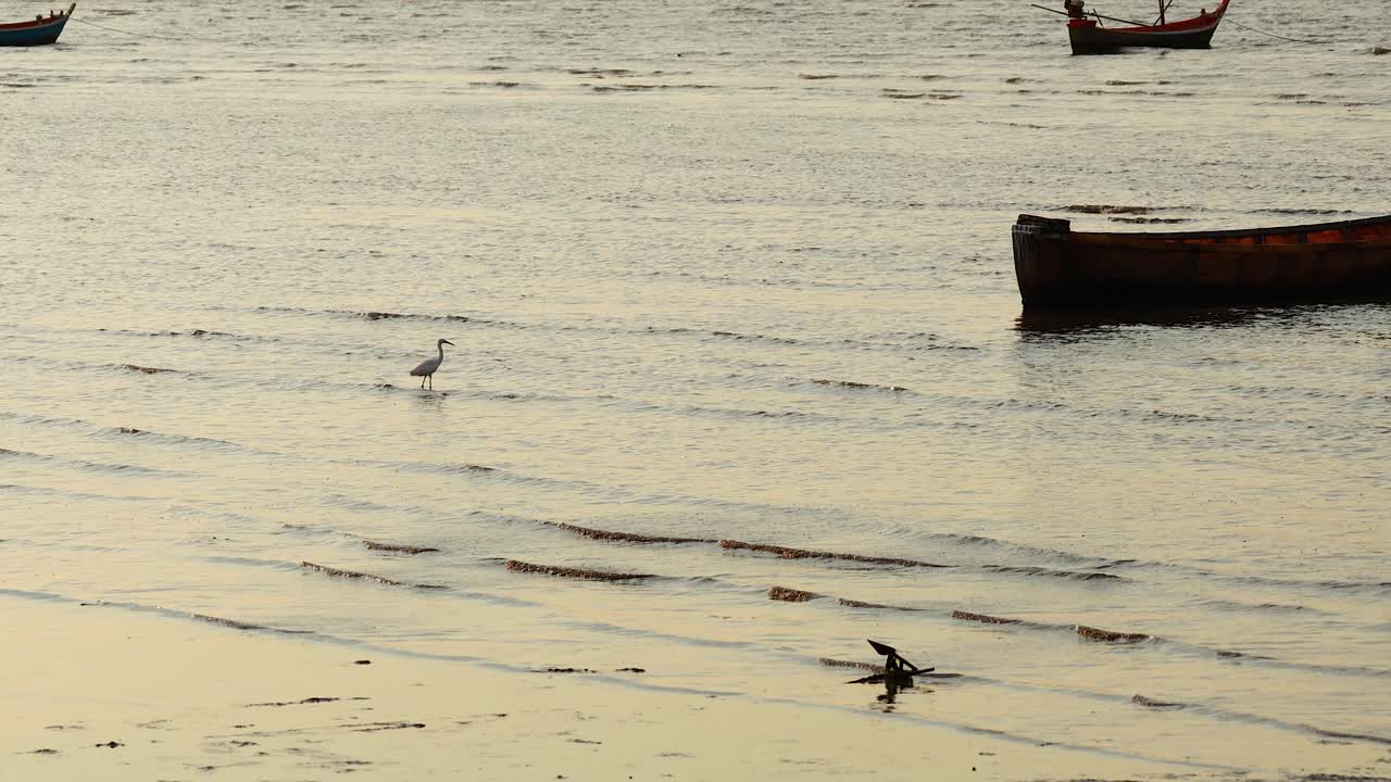 파타야 해변 에 있는 배 근처 에서 고 있는 헤론