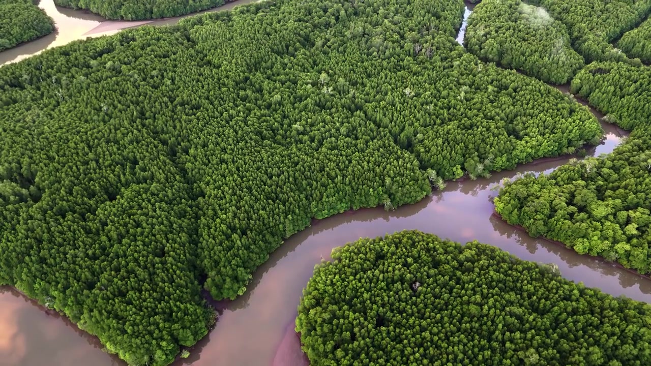 Drönarvy över det vidsträckta mangroveområdet vid Cataban, Filippinerna