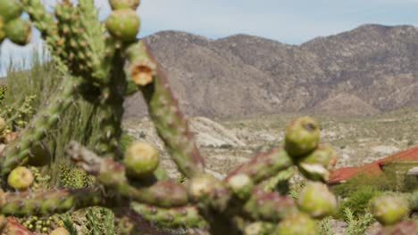 shot of mountains in focus, then racking focus to cactus plant in foreground in arizona