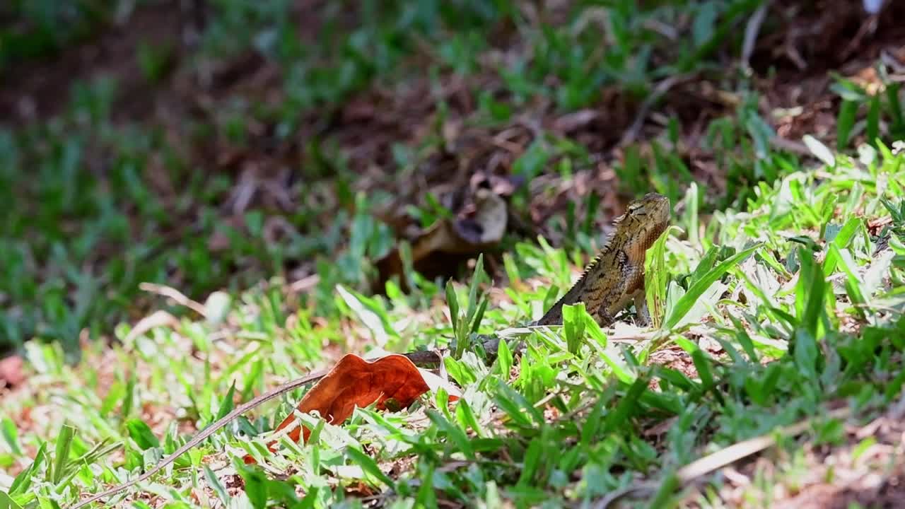 lagarto de jardín oriental, calotes versicolor, esperando que pase una presa al sol de la mañana, mira a la izquierda y gira a la derecha mientras los insectos vuelan como comida potencial