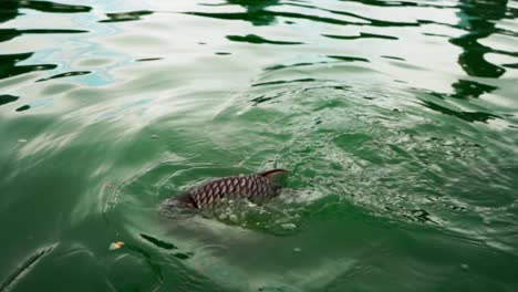 Feeding-the-fish-in-the-middle-of-the-lake-in-the-Lumphini-park,-Bangkok