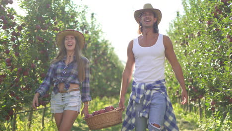 young couple happily harvesting apples in an orchard