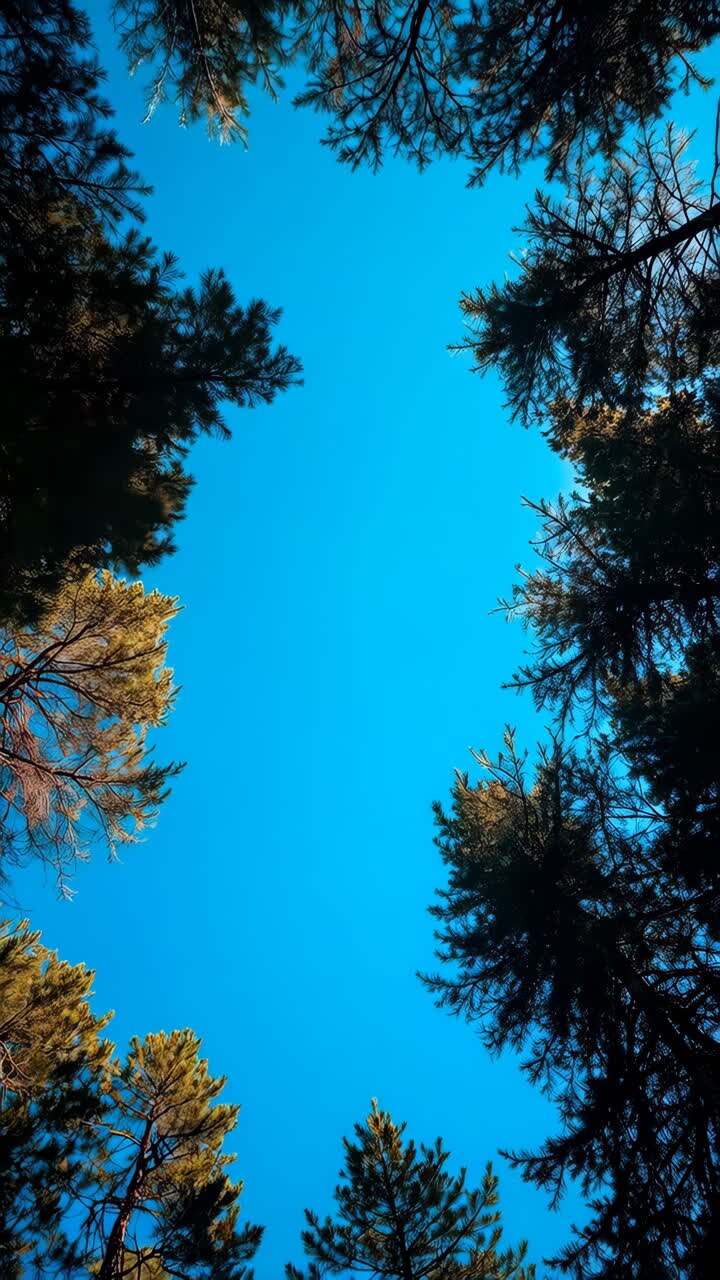 Cielo azzurro attraverso la chioma degli alberi